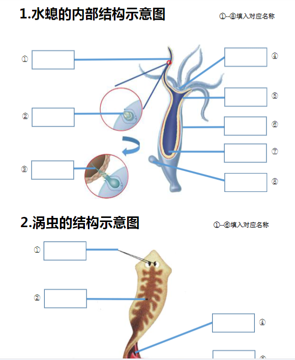 12页！八上生物20个重点图