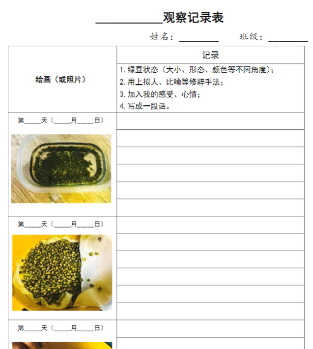 四上第三单元绿豆生长观察表