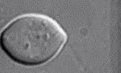 4.gif
