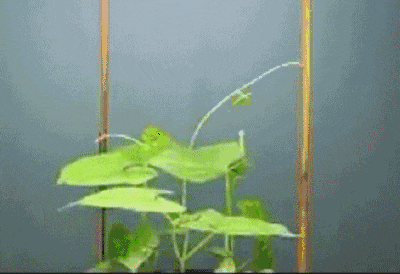 34.gif
