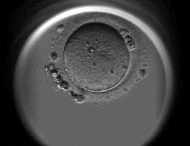 9.gif