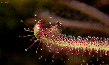 29.gif