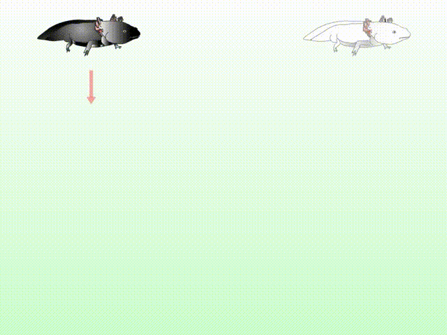 26.gif